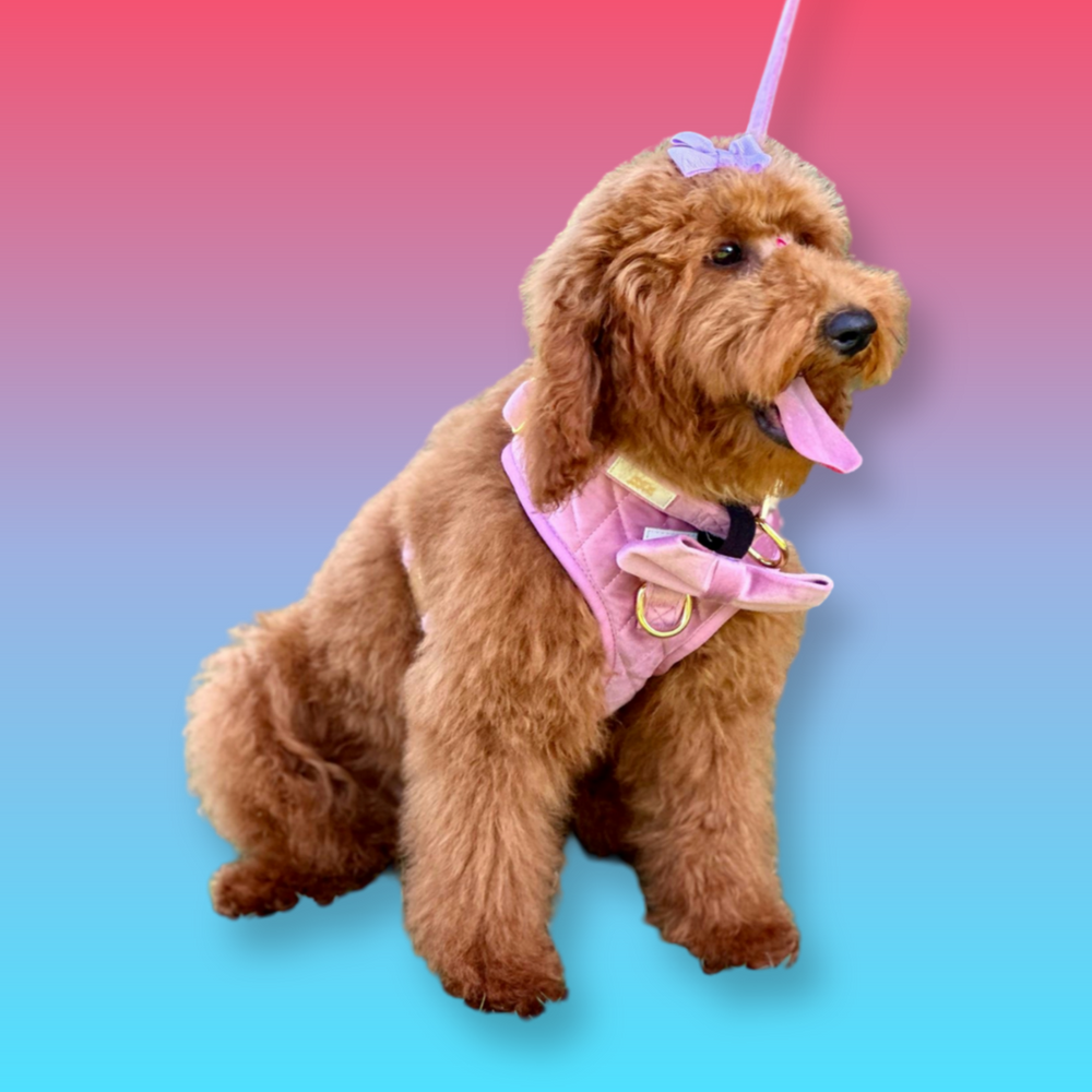 Happi Puppi Kit (Arnés, Leash, Poop Bag, Collar y Lazo) - Rosa