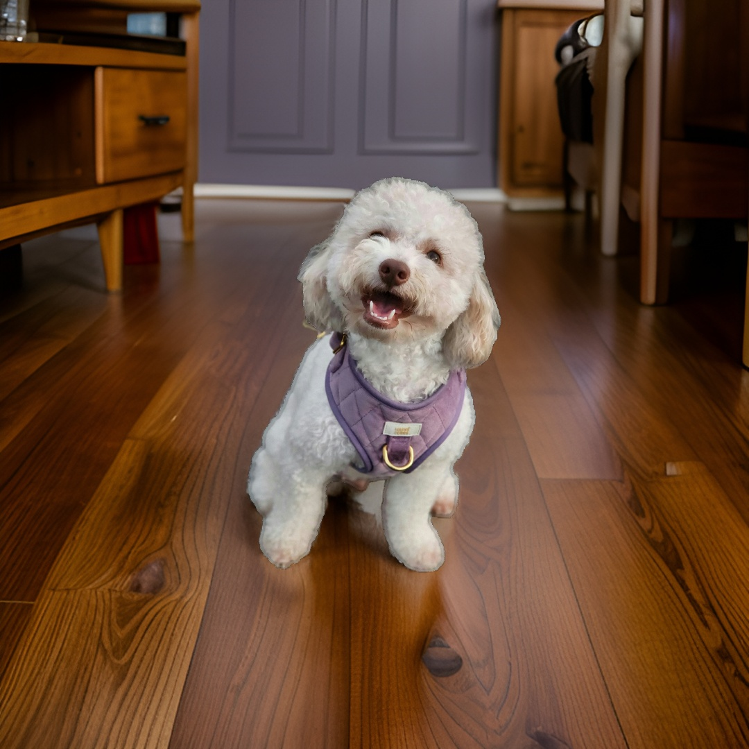 Arnés, Leash y Poop Bag - Violeta